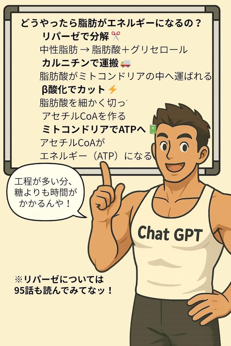 第113話 脂肪をエネルギーに変える／〜カルニチンとミトコンドリアを動かせ〜 4ページ目